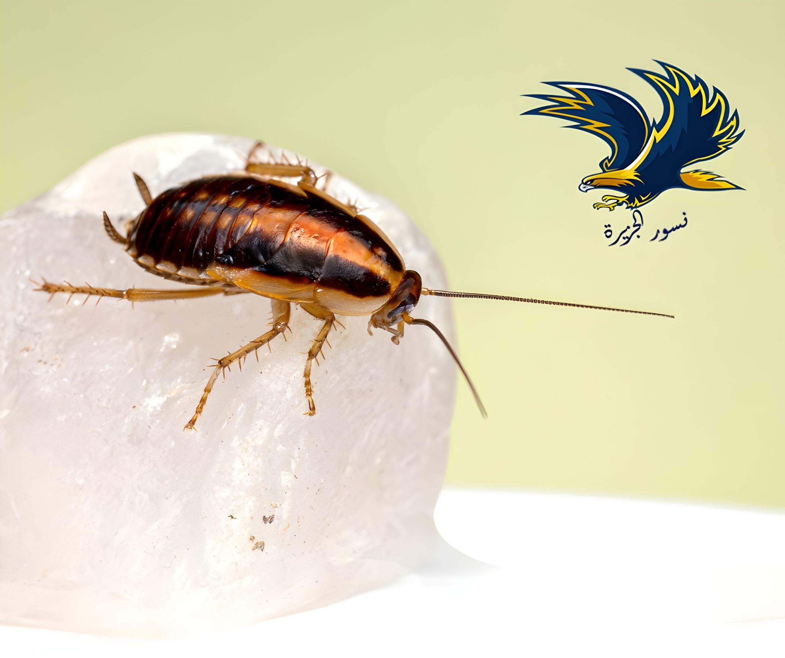 شركة مكافحة حشرات بالدمام