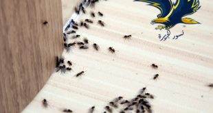 شركة مكافحة حشرات بالدمام