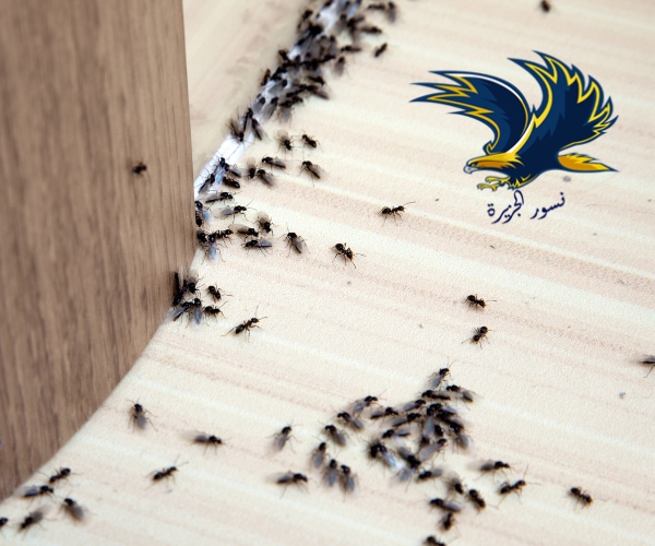 شركة مكافحة حشرات بالدمام