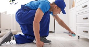 شركة مكافحة حشرات بالقطيف